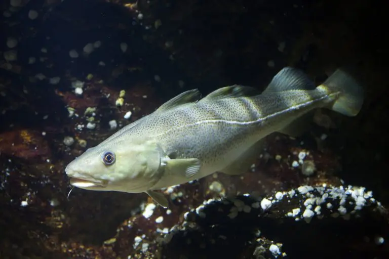 Cod Fish