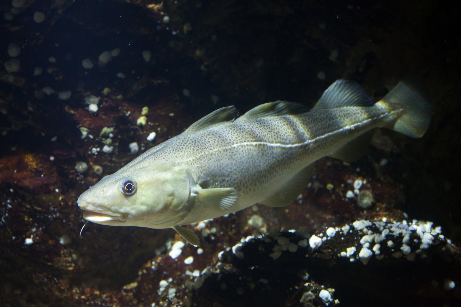 Cod Fish
