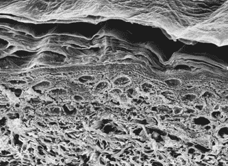 Human Skin